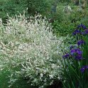 Salix integra 'Hakuro Nishiki' P18 P19 (2)